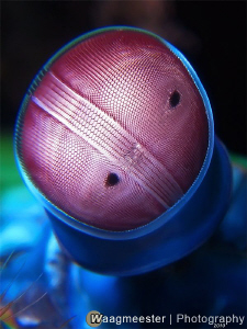 Mantis Shrimp Eye (Odontodactylus scyllarus) - Batu Niti,... by Marco Waagmeester 